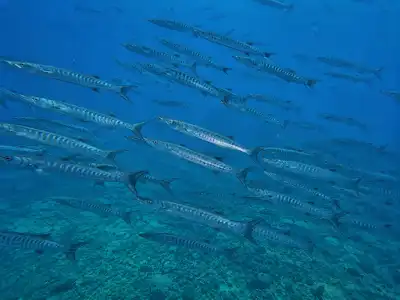 School of barracuda swimming at Abu Ramada