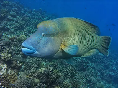 Napoleon fish at Abu Ramada coral reef