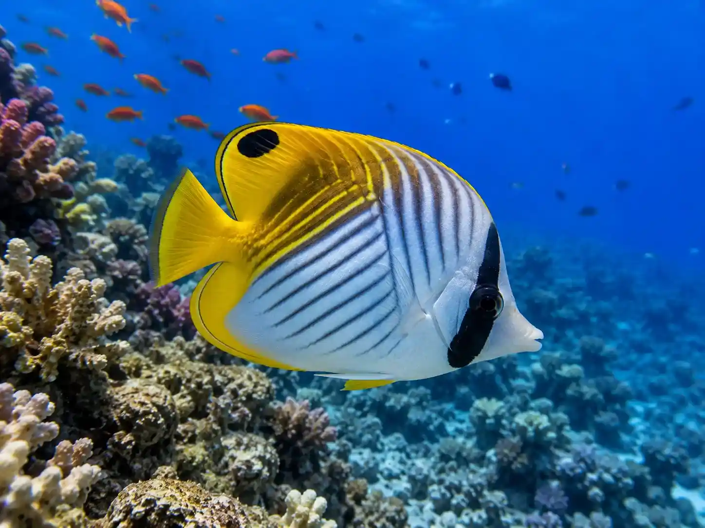 Red Sea butterflyfish on coral reef