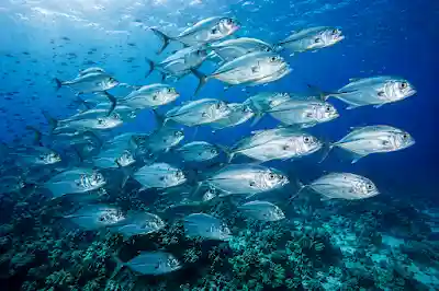Colorful school of tropical fish swimming over coral reef in Red Sea Hurghada