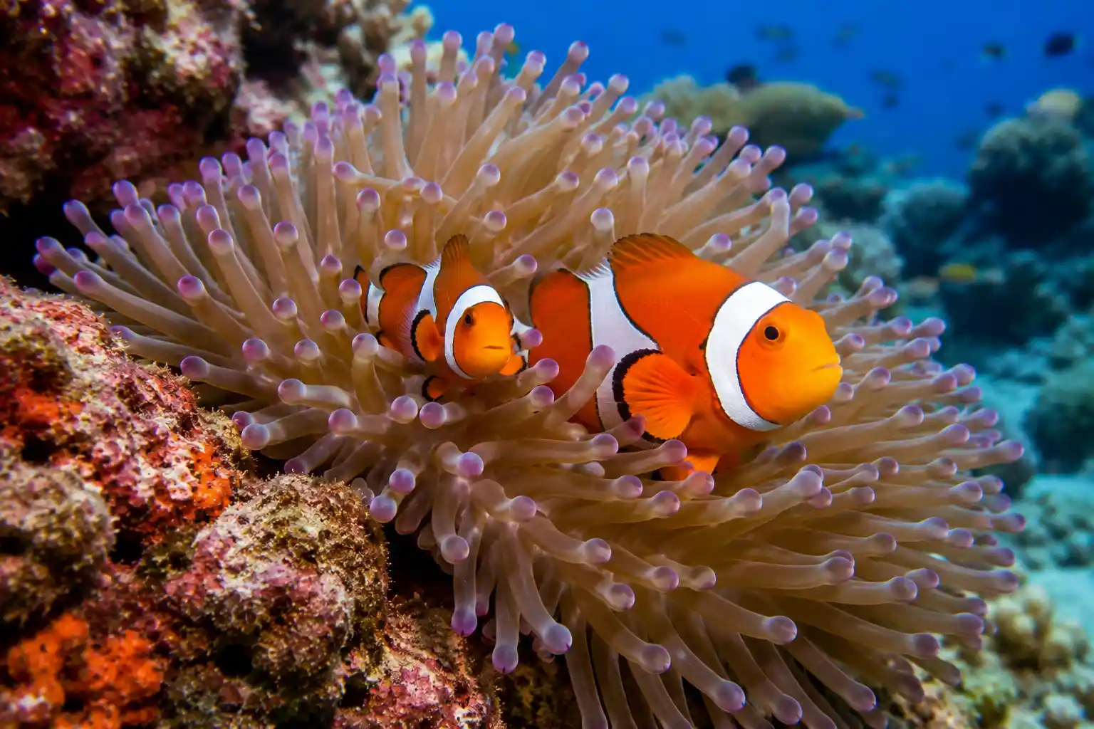 Clownfish in sea anemone Nemo Red Sea coral reef macro