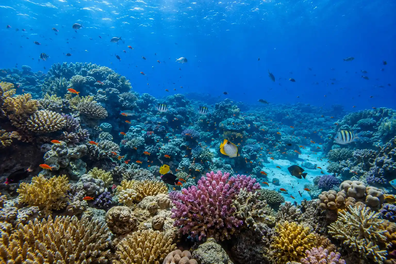 Giftun Island coral garden Red Sea hard corals colorful reef fish