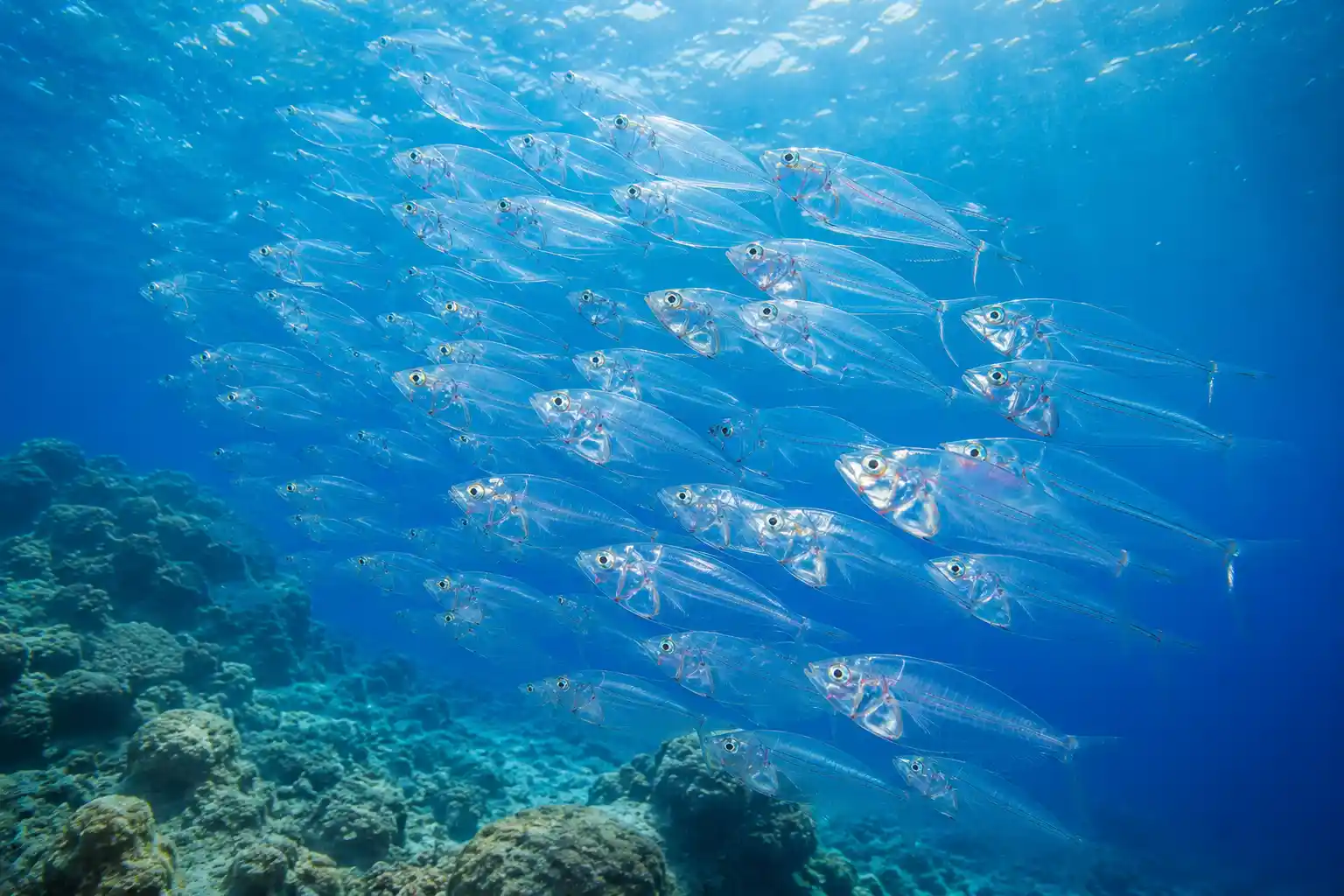 School of glassfish swirling around coral pinnacle Red Sea underwater