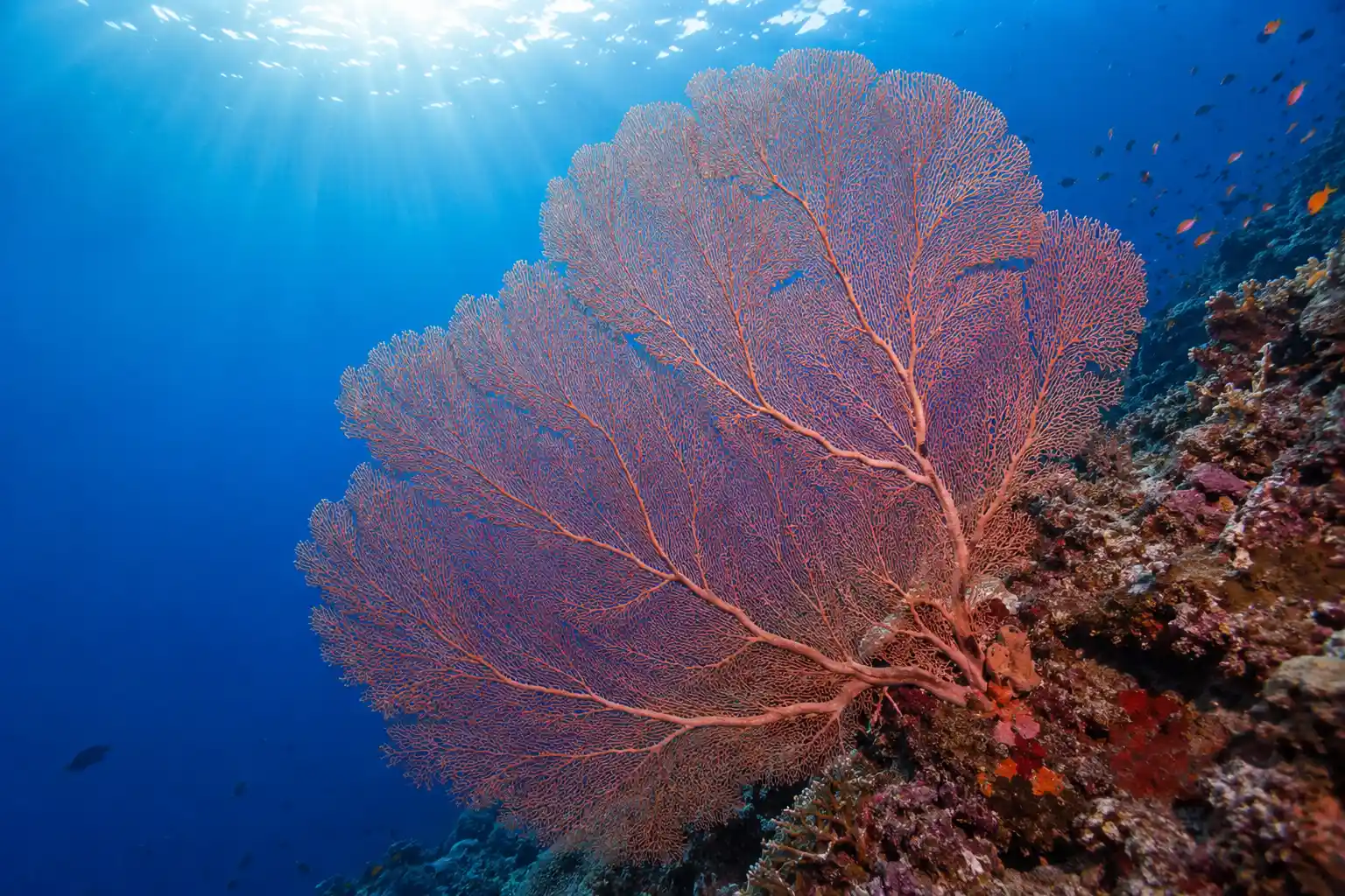 Huge gorgonian sea fan coral wall Red Sea underwater wide angle