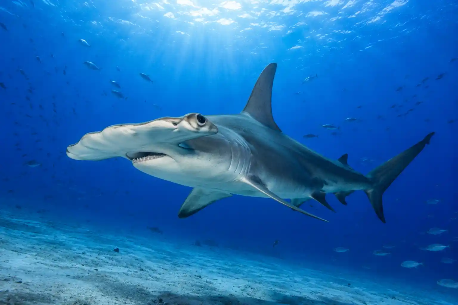 Scalloped hammerhead shark deep wall Carless Reef Red Sea