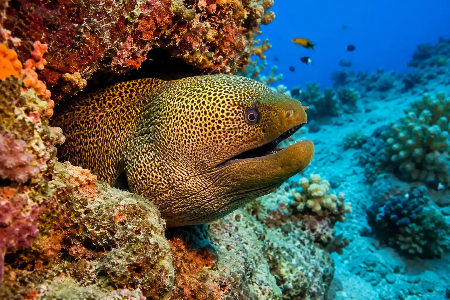 Giant moray eel peeking from coral crevice Red Sea underwater