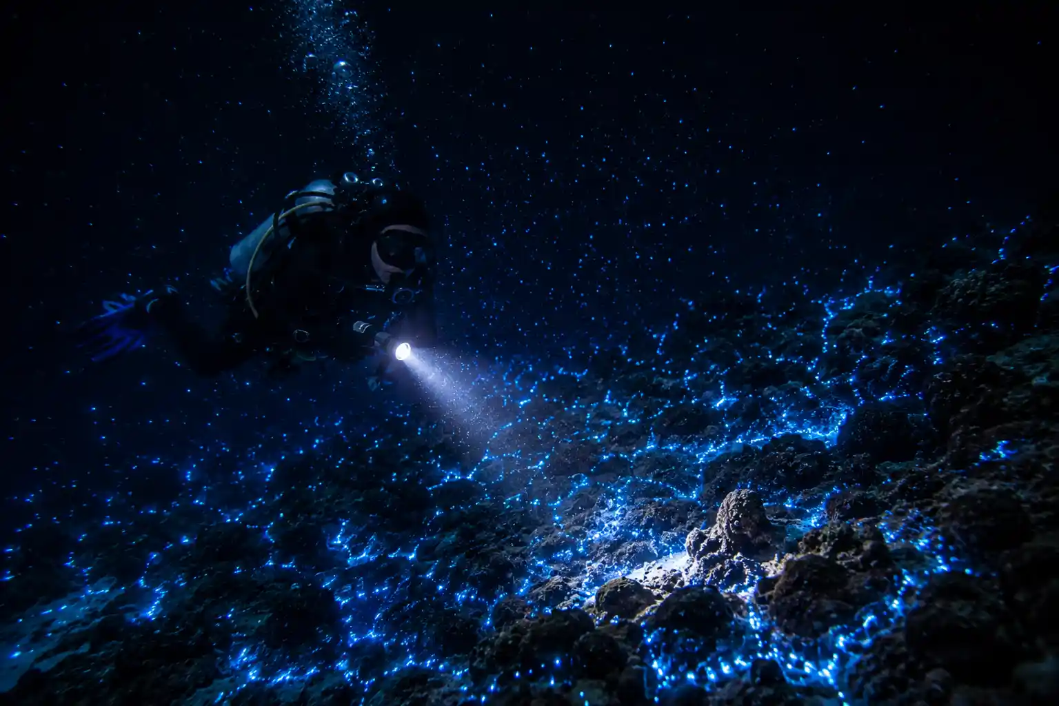 Bioluminescent plankton glowing underwater night dive Red Sea