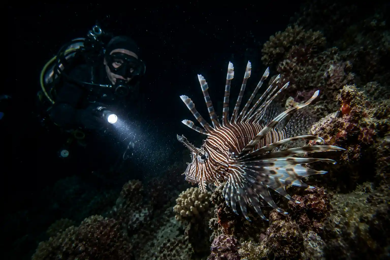 Lionfish hunting at night with torchlight Red Sea underwater
