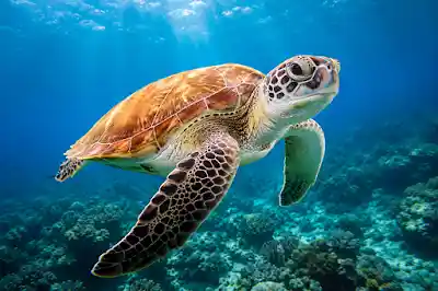 Sea turtle snorkeling Turtle Bay Sahl Hasheesh Hurghada